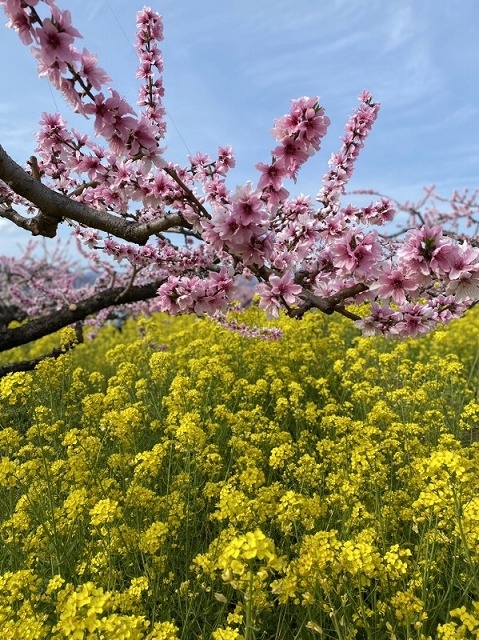 北海道にも春がきました